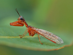 Mantispidae - Mantisfly