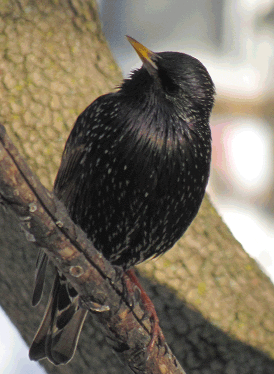 Winter Starling Mouths Off (Animated)