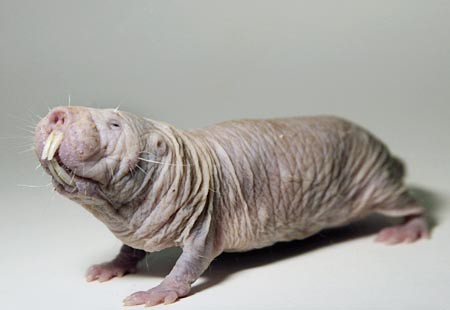 Weird Animals: Naked mole rat