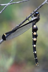 Neuroptera - Lacewings, Antlions, Mantis Flies