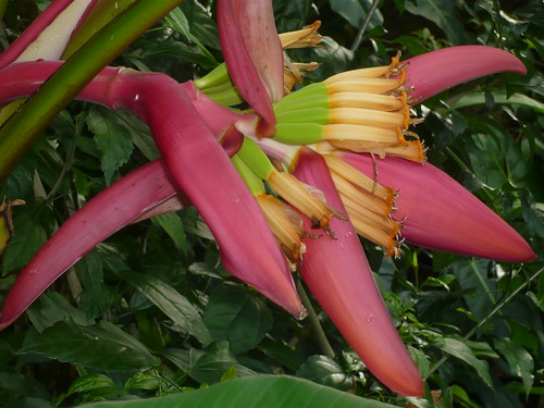 Kew Red Banana