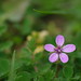 Flor lila (Geraniaceae)