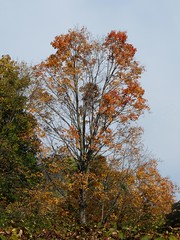 Watch This Tree Change Thru the Seasons