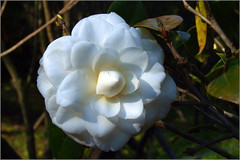 Camellia ~ a