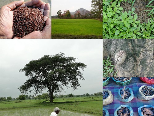 Validated and Potential Medicinal Rice Formulations for Diabetes (Madhu Prameh) and Cancer Complications and Revitalization of Kidney (TH Group-174) from Pankaj Oudhia’s Medicinal Plant Database by Pankaj Oudhia