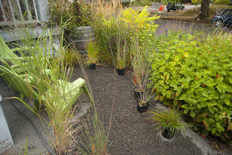 trialing grasses