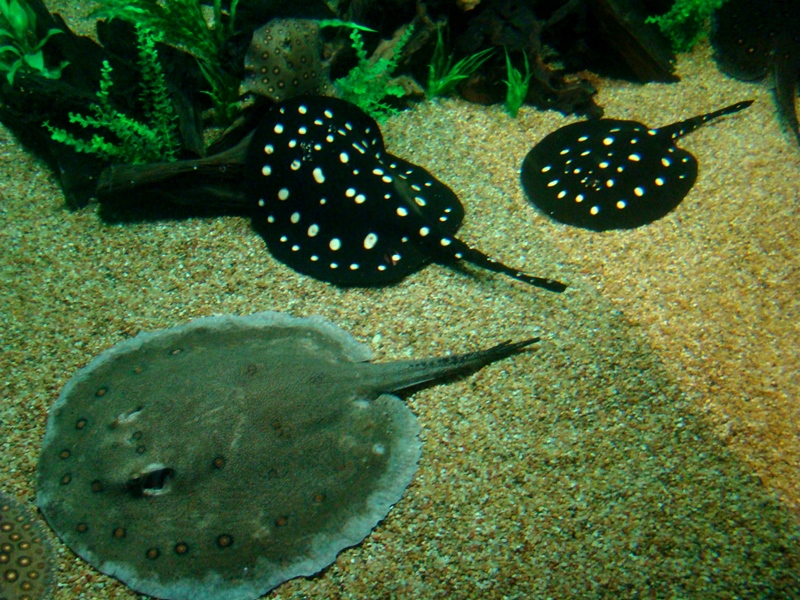 Ripley's Aquarium spotted stingrays