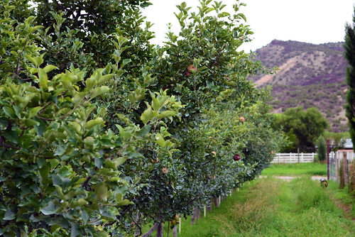 Fruit trees on Freshies Farm. USDA photo.