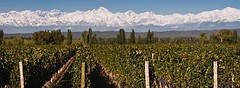 Would you pay more than US$100 for an Argentine Malbec?