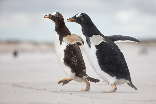 Gentoo Penguins by PPusa
