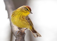 Warblers & Tanagers