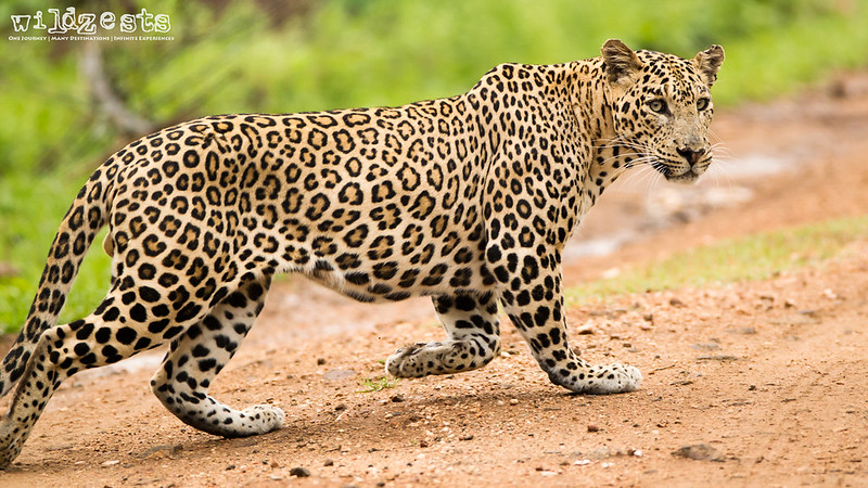 Leopard - Male