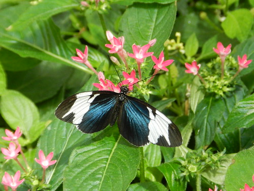 Cydno Butterfly