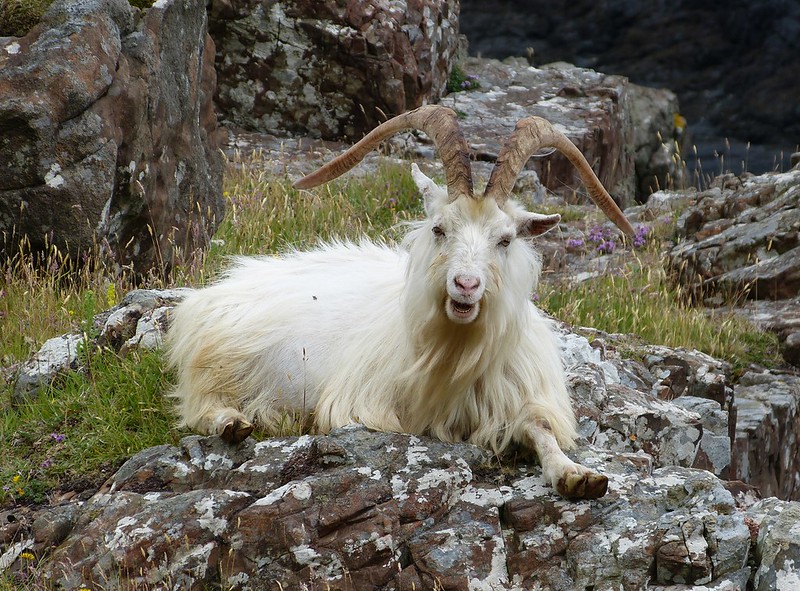 P1050713 - Wild Goat, Isle of Mull
