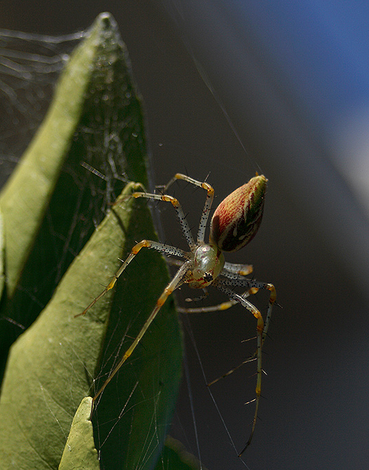 012-0087-lynx-spider-patio