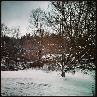 #snow day! We got 9.5 inches #newengland #tree #winterwonderland