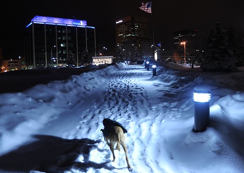 Rosie wearing just her jacket explores the lit up snowy path to the war memorial site, American flag, Park Strip, downtown, Anchorage, Alaska, USA by Wonderlane