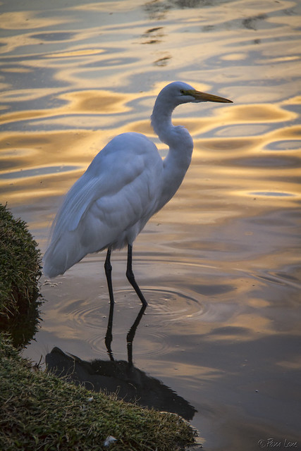 Wilderness Park egret