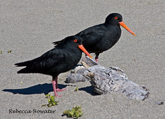 OYSTERCATCHERS, Pied & Variable