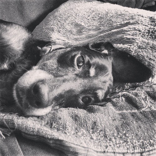 Lola #lazy #dobermanmix #rescue #adoptdontshop #dogstagram #love #dobiemix