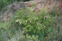 Tamaricaceae