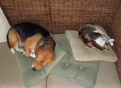 Beagle&Cat