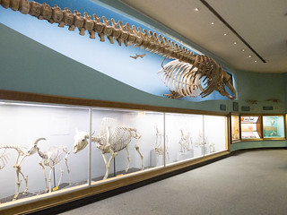 Skeletal Exhibit at Batural History Museum