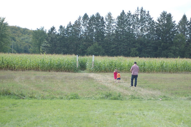 into the corn field