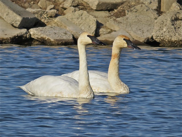Trumpeter Swan at the Gridley Wastewater Treatment Ponds in McLean County, IL 37