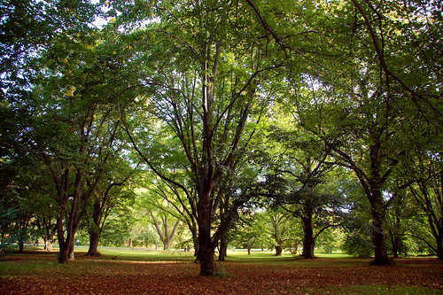 Arnold Arboretum (by: Chris Devers, creative commons)
