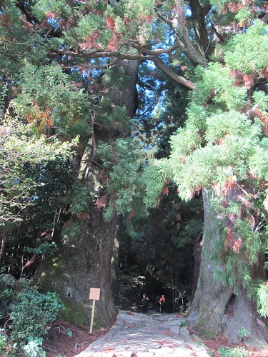 樹齢800年の「夫婦杉」～熊野古道 by Poran111