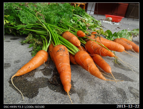 20131222_carrot