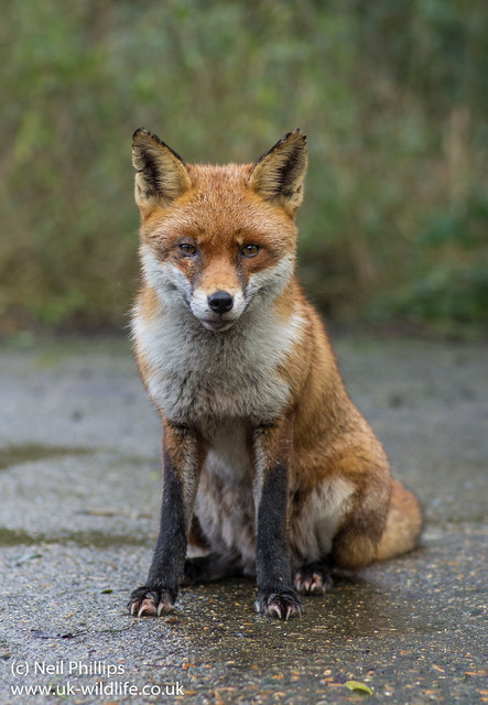 red fox sit