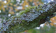 Fungi, Mushrooms and Lichen