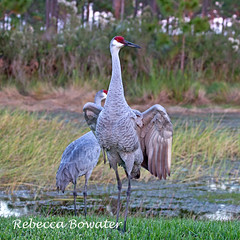 Florida Wetland Birds