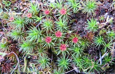 Tiny Spring Moss Blooms in Summerland