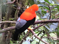 Birds - Peru