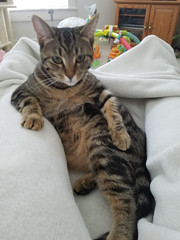 This is peanut. Sometimes she likes to sit like a human. - The Caturday