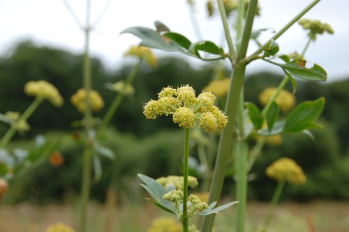 flowers of the lovage
