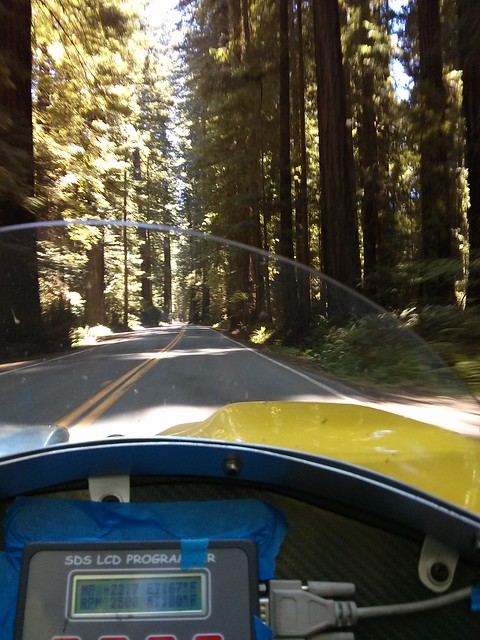 The Avenue of the Giants in a not very giant car