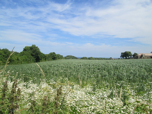 fields in Fife