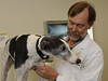 Auburn veterinary researchers developing new therapy for treating bone cancer