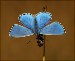 UK Butterflies 2013