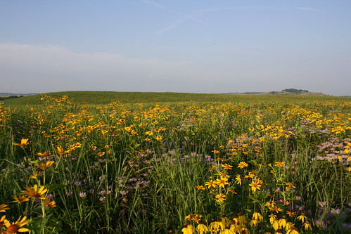 The Wilds’ 60-acre demonstration site showcases a variety of native grasses.