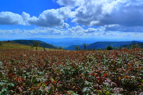 View from just off the Appalachian Trail - Mt. Rogers Recreation Area - near Mouth of Wilson, VA