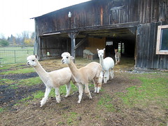 Victory Alpaca Farm, Hood, Ontario