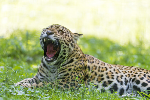 Yawning jaguar cub by Tambako the Jaguar