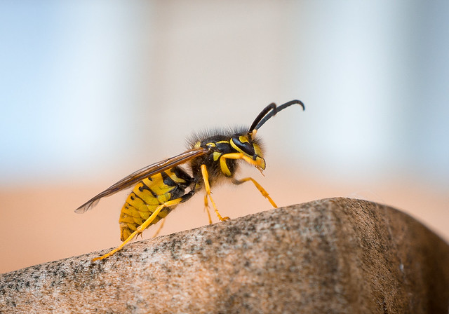 Bee, Yellow, Macro, Closeup, Insect