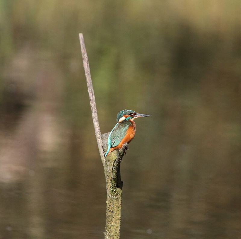 kingfisher26