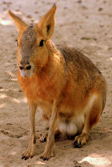 Patagonian Cavy - Montgomery Zoo